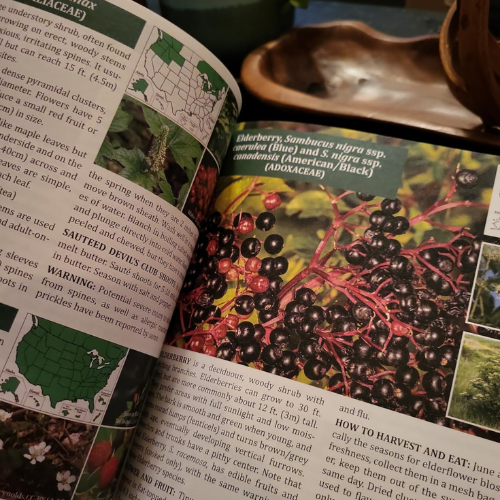 The Forager’s Guide to Wild Foods