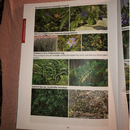 The Forager’s Guide to Wild Foods