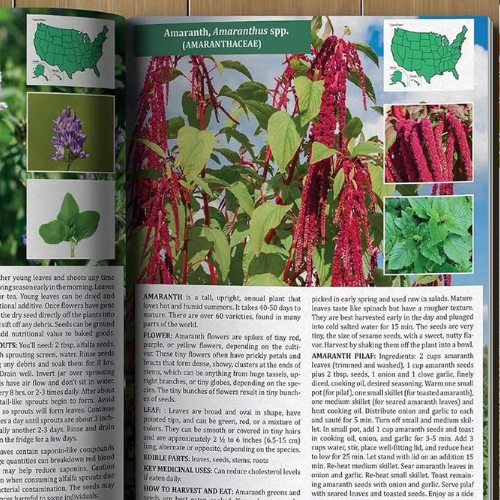 The Forager’s Guide to Wild Foods